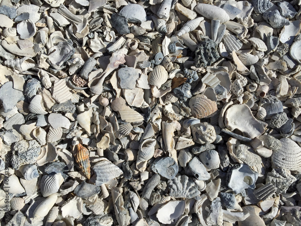Full frame shot of seashells at Dunedin Beach, Florida Full frame shot of seashells at Dunedin Beach, Florida