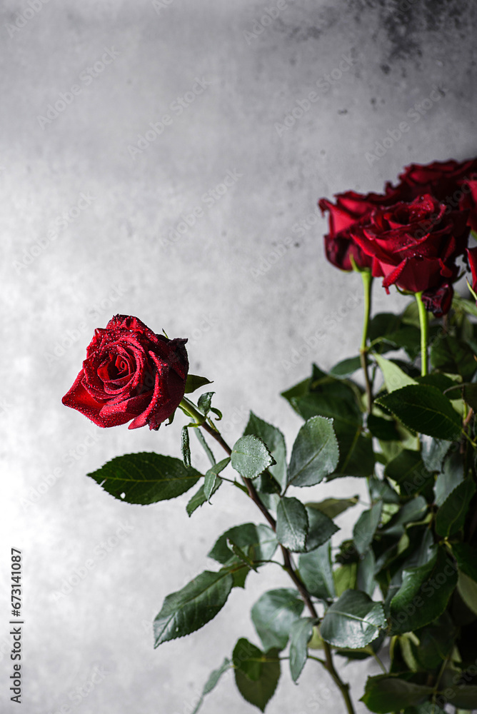 red rose on a gray background
