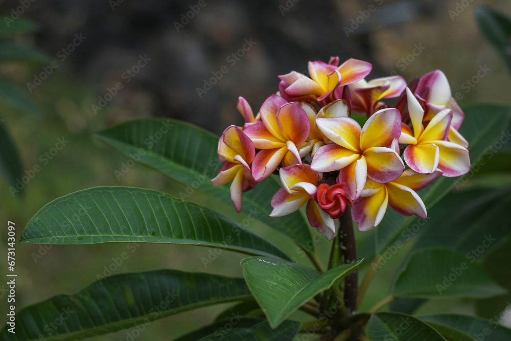 Obraz premium Beautiful purple, white, pink, yellow frangipani flowers, Plumeria flowers, Flowers in tropical garden