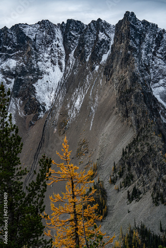 Trail of Gold: Walking Among the Golden Larches on Manning Park's Frosty Trail
