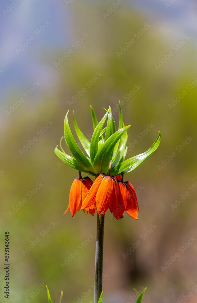 Turkish mountains in the skirts of the opposite lilies. Inverted lilies. Colorful colored tulip in the jungle. Tulip Crying ''Ters Lale'' . Cukurca, Hakkari, Turkey. Turkish mountains in the skirts of the opposite lilies. Inverted lilies. Colorful colored tulip in the jungle. Tulip Crying ''Ters Lale'' . Cukurca, Hakkari, Turkey.