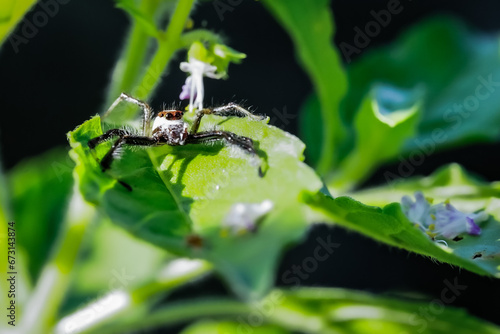 Macro image of a small spider waiting to catch its prey on a leaf.