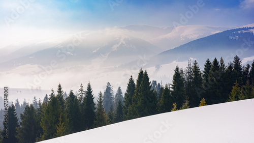 spruce trees on the snow covered slope in morning light. mist in the valley. distant ridge beneath a bright sky with clouds. winter landscape of carpathian mountains