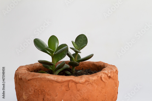 Crassula tree in a pot photo