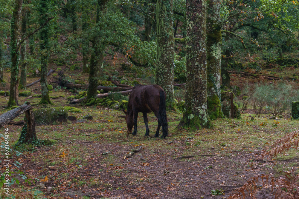 Wild horse in the autumn forest of Peneda-Geres National Park, Vilar da Veiga, Portugal Wild horse in the autumn forest of Peneda-Geres National Park, Vilar da Veiga, Portugal