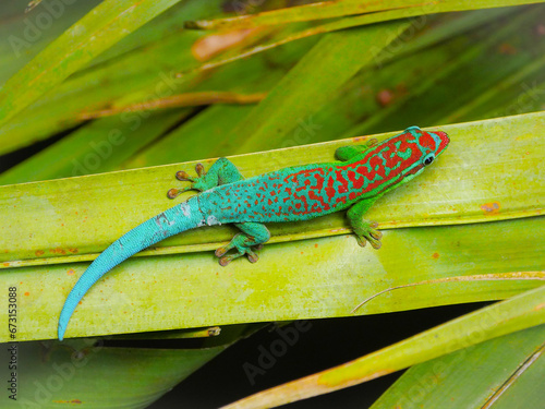 Fotografie Turquoise green ornate day gecko on palm tree leaf