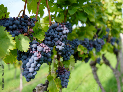 Grapes in Autumn