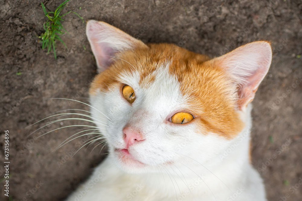 red Cat with kind green, blue eyes, Little red kitten. Portrait cute red ginger kitten.