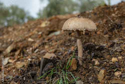 Macrolepiota procera, commonly known as the "oak mushroom," is an edible fungus found in many regions of the world, including Europe and North America. It typically grows in coniferous 