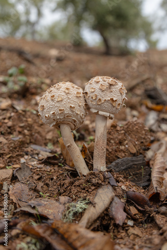 Macrolepiota procera, commonly known as the "oak mushroom," is an edible fungus found in many regions of the world, including Europe and North America. It typically grows in coniferous 
