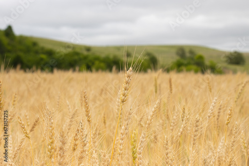 A Serene Landscape of Wheat Fields and Majestic Trees