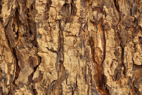 Close-up of tree bark with old natural pattern for background and design.