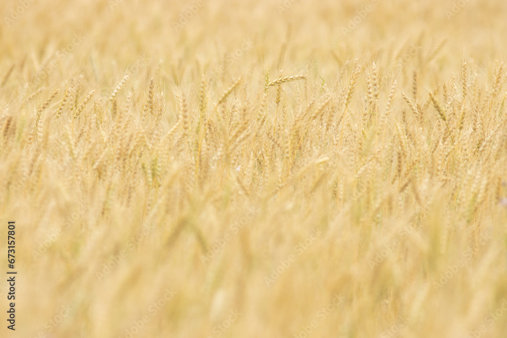 A Serene Meadow with Graceful Blades of Grass Dancing in the Breeze A Serene Meadow with Graceful Blades of Grass Dancing in the Breeze