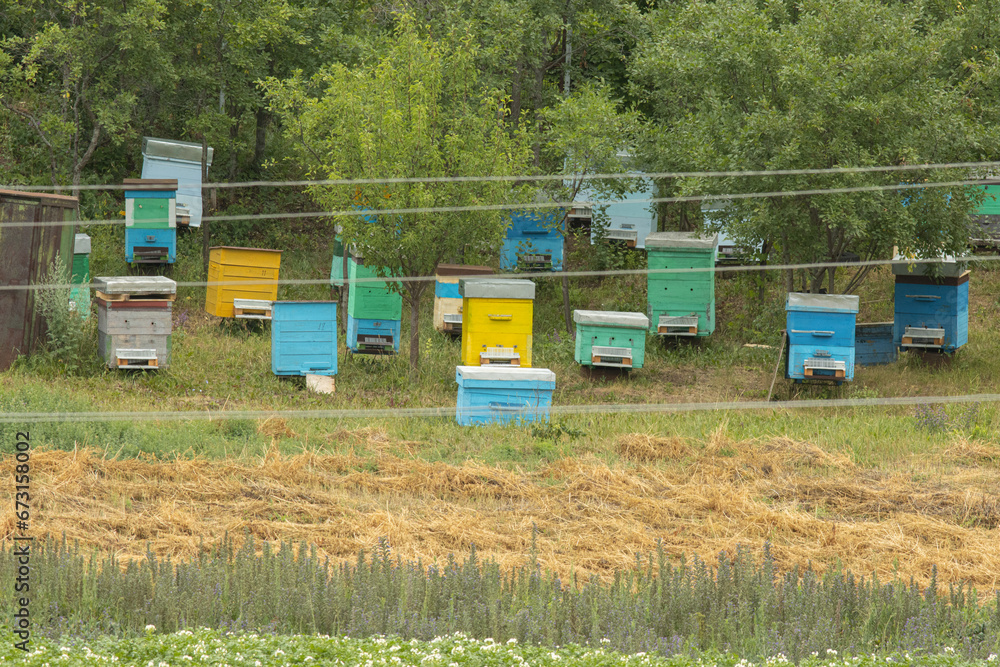 A Serene Apiary in the Green Fields A Serene Apiary in the Green Fields