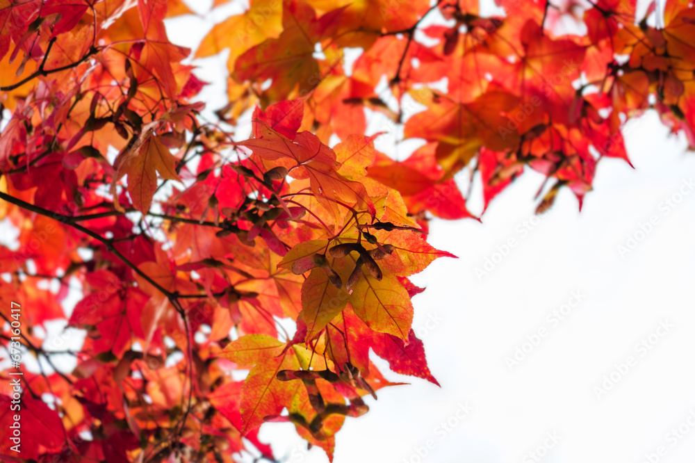 Red beautiful autumn leaves, white background Red beautiful autumn leaves, white background