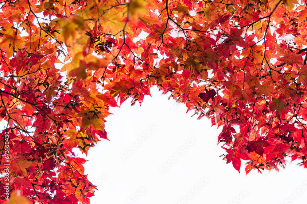 Red beautiful autumn leaves, white background Red beautiful autumn leaves, white background