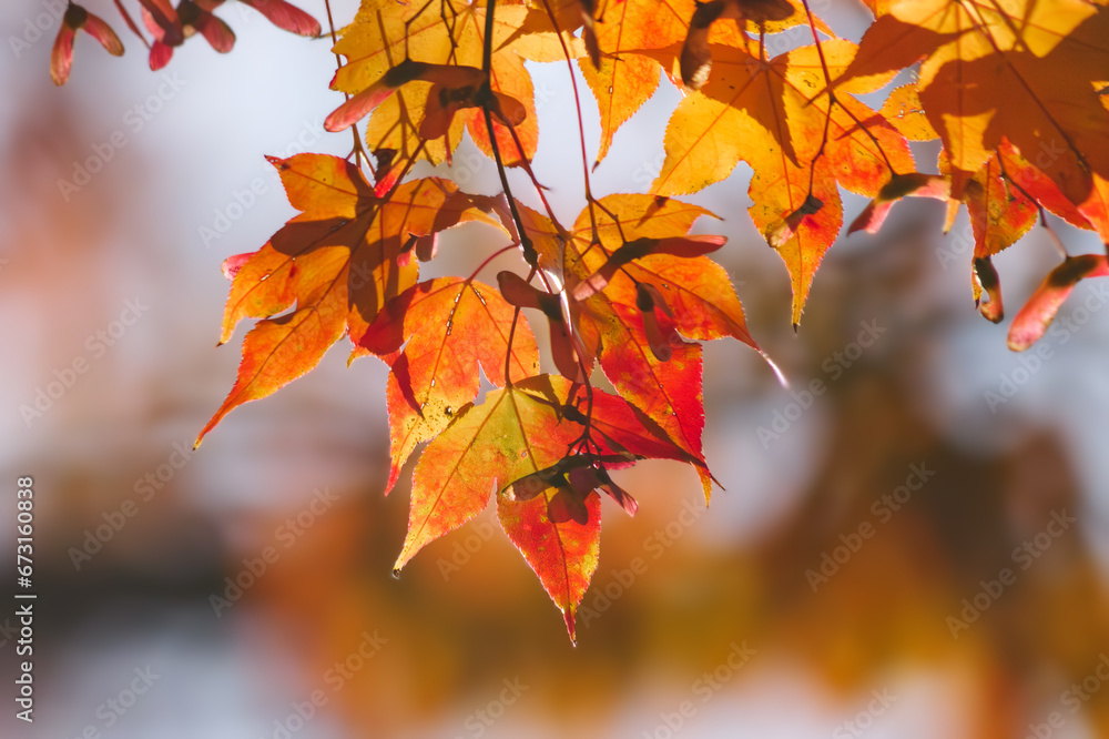 Red and yellow maple leaves, a beautiful autumnal scene Red and yellow maple leaves, a beautiful autumnal scene
