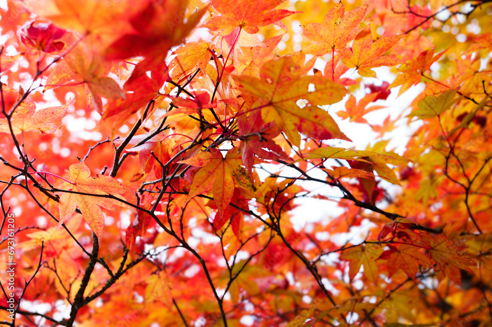 Close-up of maple leaves in autumn in a Japanese garden Close-up of maple leaves in autumn in a Japanese garden