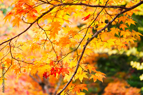 Red and yellow maple leaves  a beautiful autumnal scene