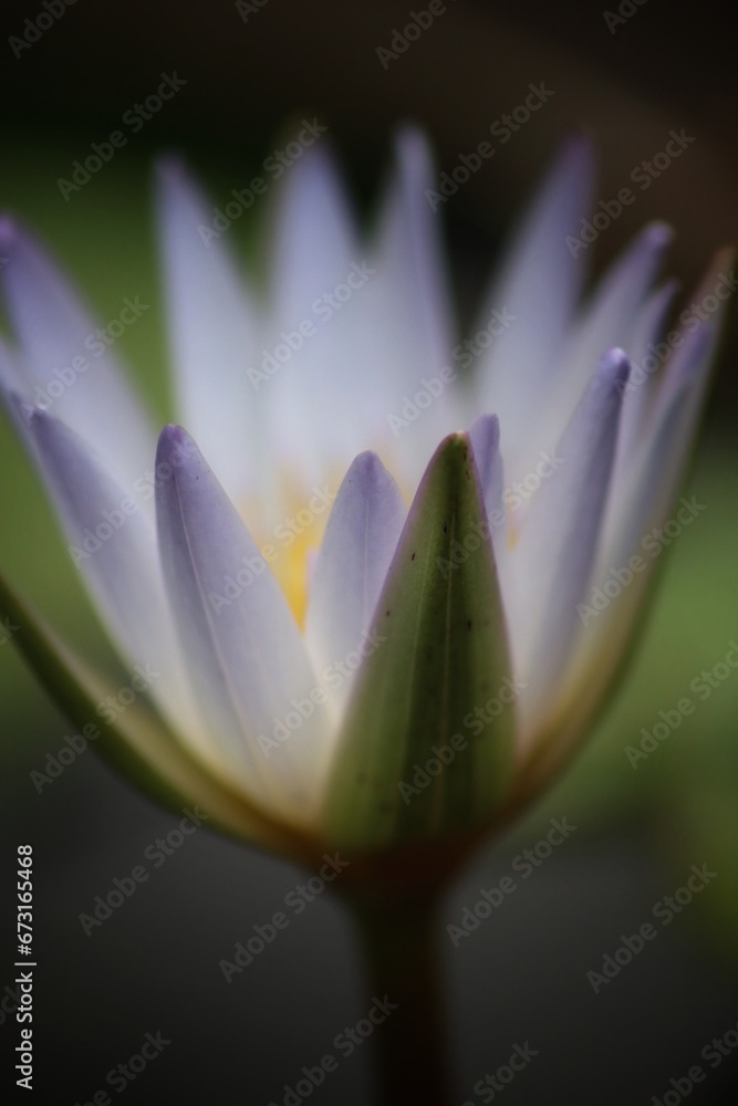 Fototapeta premium close up of lotus petals