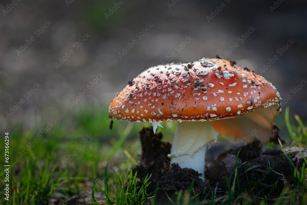 Obraz premium Natural Amanita muscaria mushroom growing in the forest