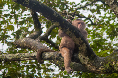 Photography A common wooly monkey sitting in a tree in Playa de los Monos
