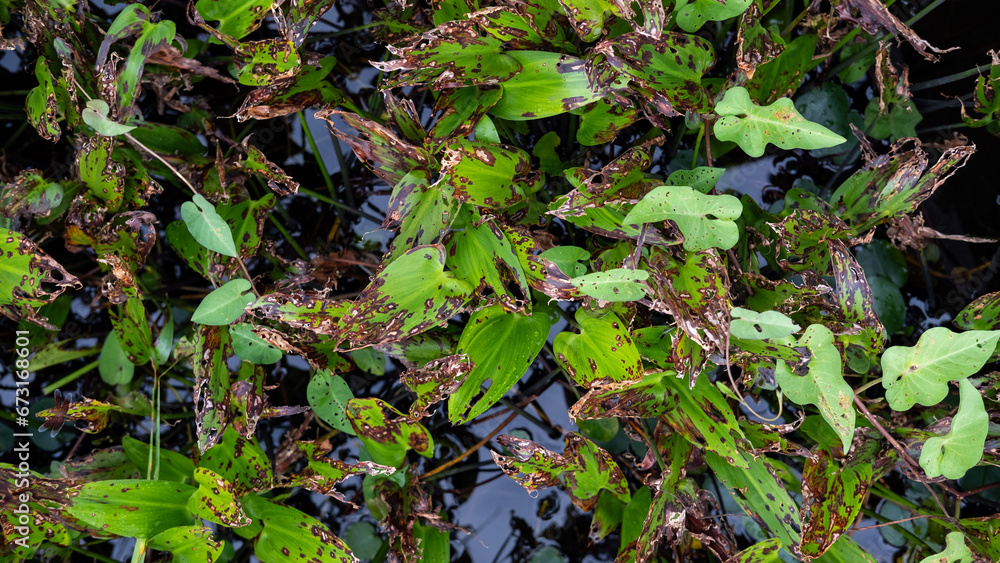 Fototapeta premium Nature background