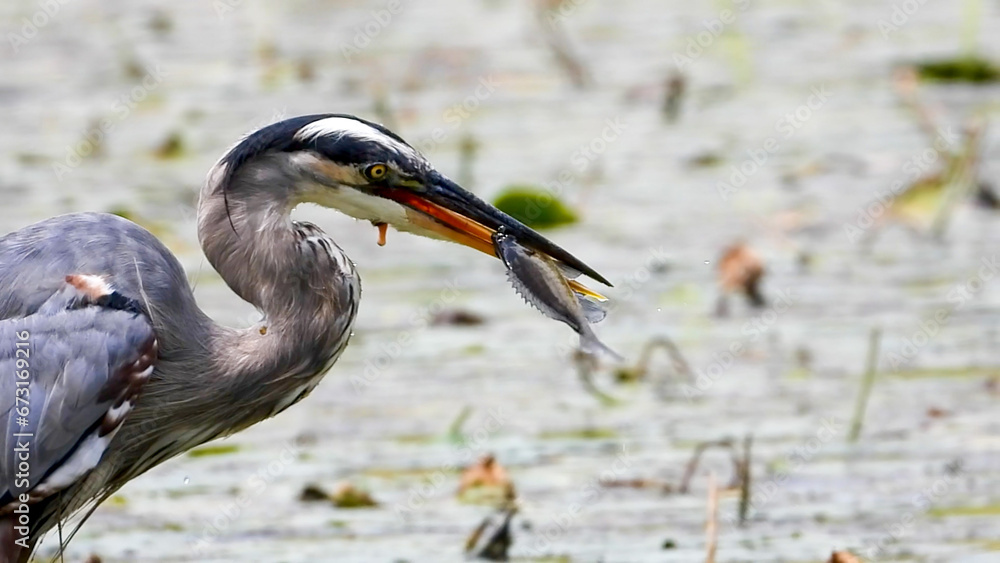 Great blue heron with fish in mouth profile shot