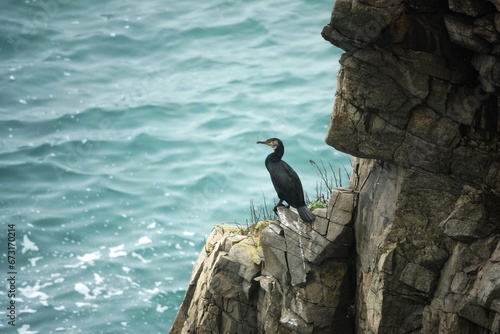Cormorant on the Passing cape of Popov Island in Peter the Great Bay of the Sea of Japan photo