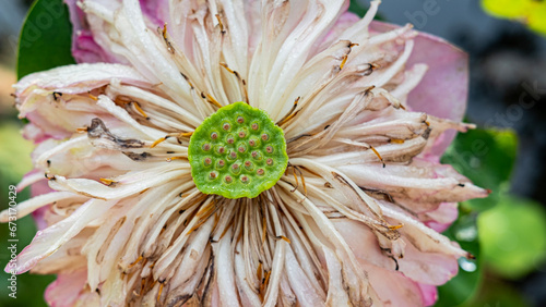 close up of a Lotus flower with a lotus seed photo