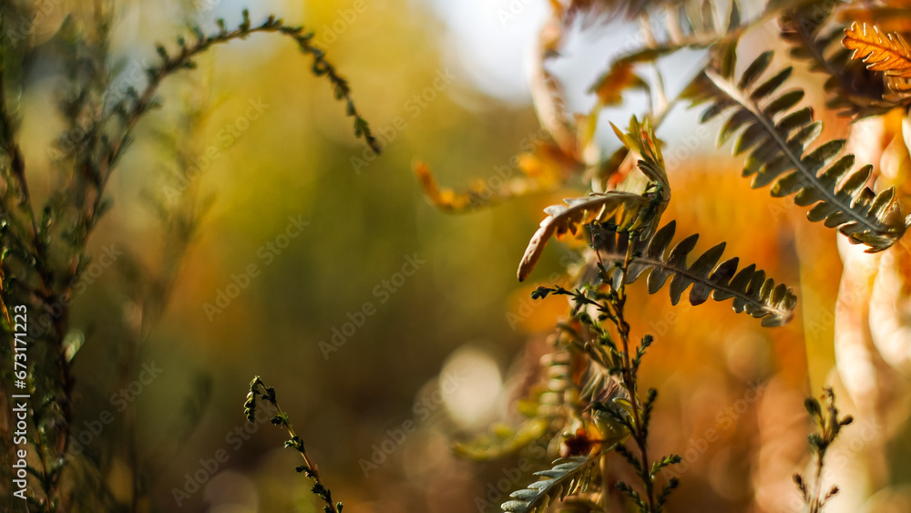 Vue rapprochée de fougères et de bruyères sauvages, pendant l'heure dorée, dans la forêt des Landes de Gascogne.  Les teintes sont automnales