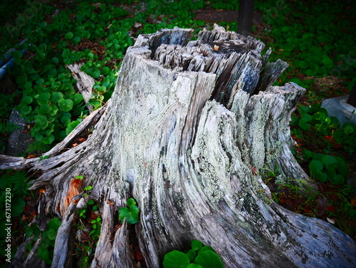 切り株　stump
