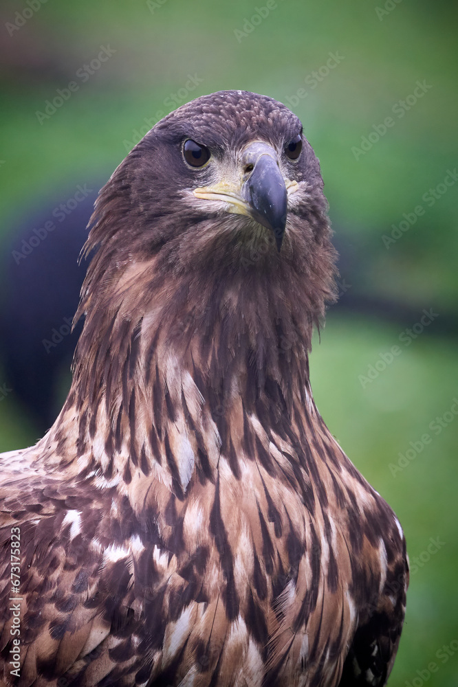 Fototapeta premium White-tailed eagle (Haliaeetus albicilla)