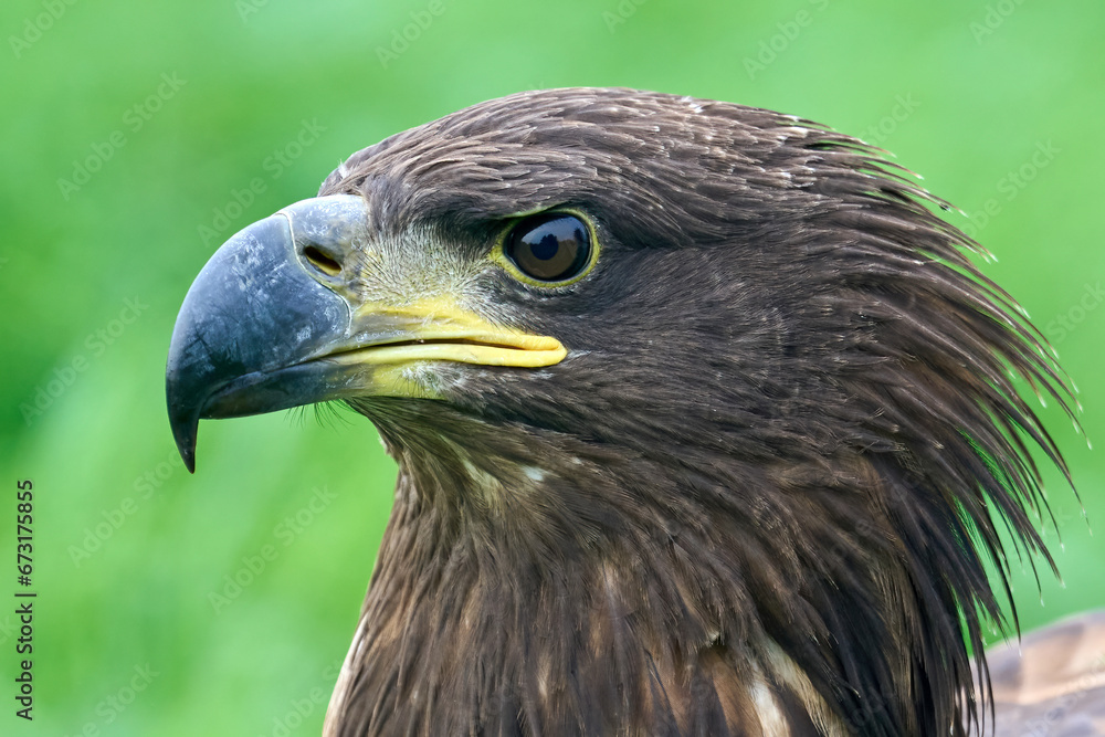 White-tailed eagle (Haliaeetus albicilla) White-tailed eagle (Haliaeetus albicilla)