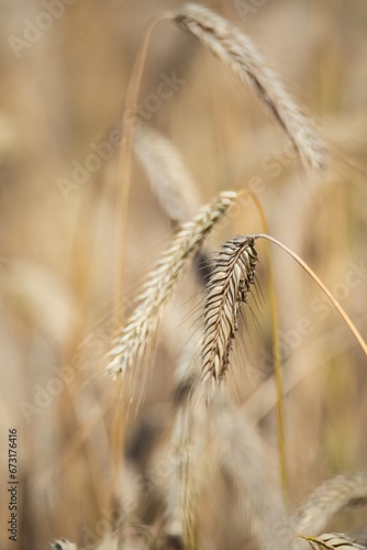 Ears of grain close-up. Golden ripening grain. Ears of rye before harvest in the field. Growing grain in the field.