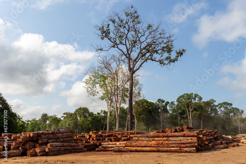 Sustainable forestry: timber log storage yard in the brazilian Amazon rainforest