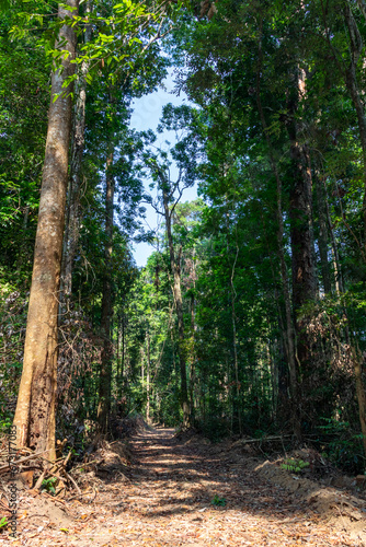 A rough unpaved road through the heart of the dense Amazon rainforest, revealing the wild and beauty of this incredible ecosystem