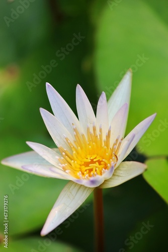 close up of lotus petals