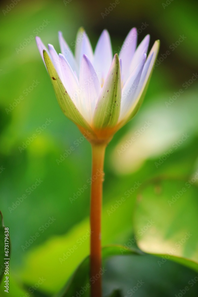 Fototapeta premium close up of lotus petals