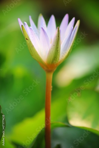 close up of lotus petals