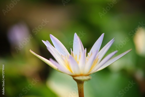 close up of lotus petals