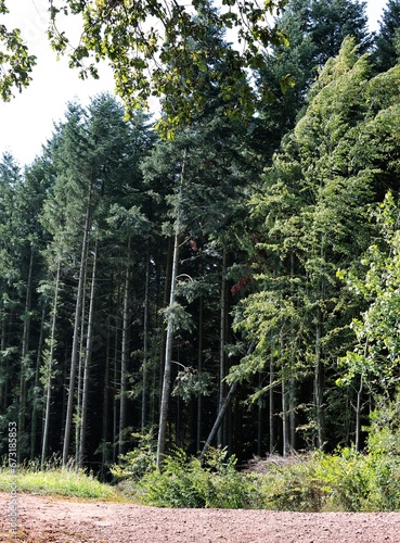 various trees and plants in forest