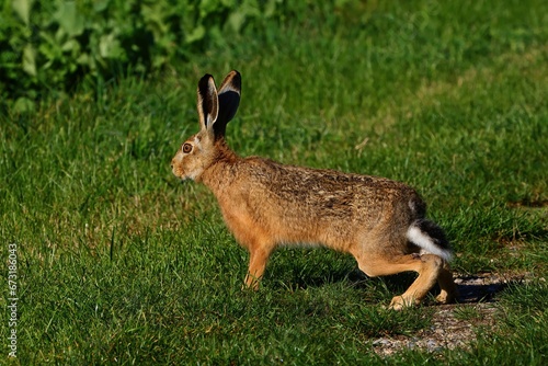 closeup of a hare