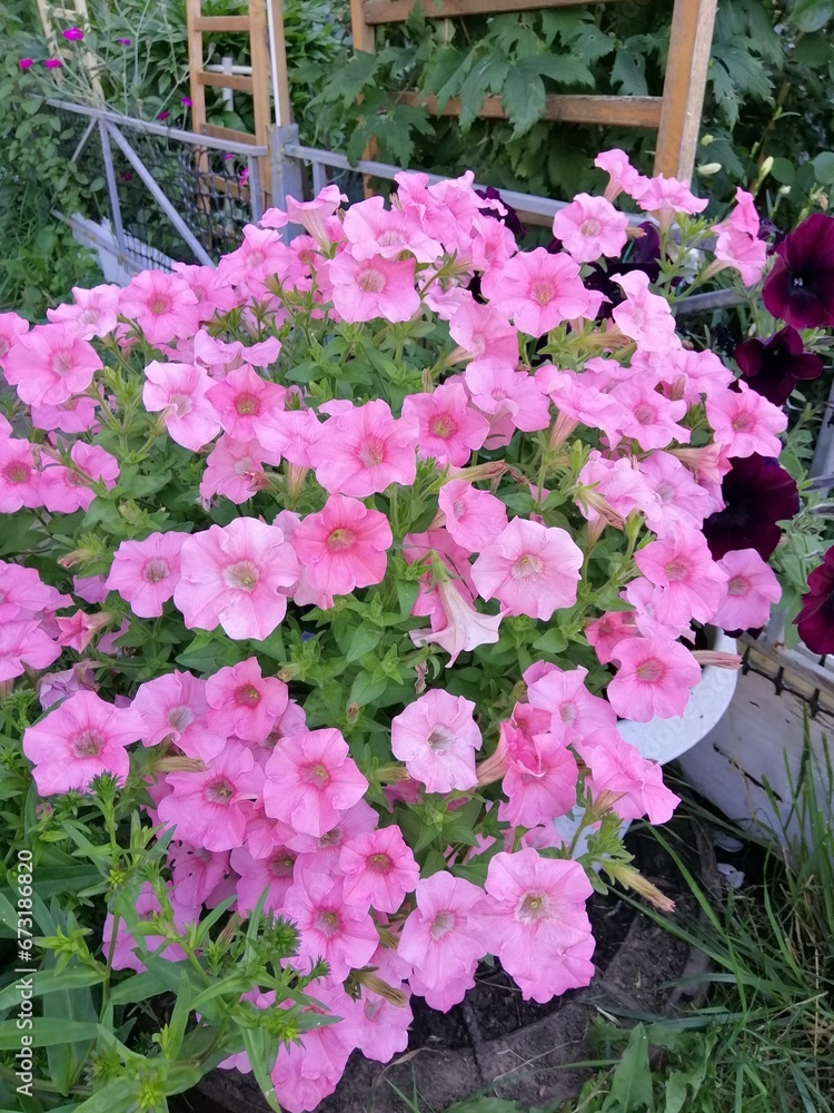 a huge bush of pink blooming petunia in a pot on a flower bed in a sunny garden. Floral Wallpaper