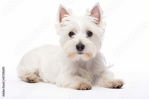 White Terrier Isolated On White, White Terrier On White Background, White Terrier