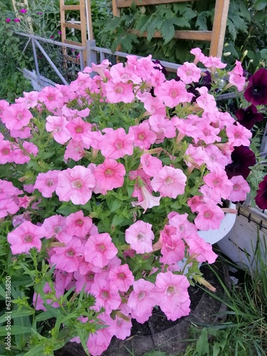 Wallpaper Mural a huge bush of pink blooming petunia in a pot on a flower bed in a sunny garden. Floral Wallpaper Torontodigital.ca