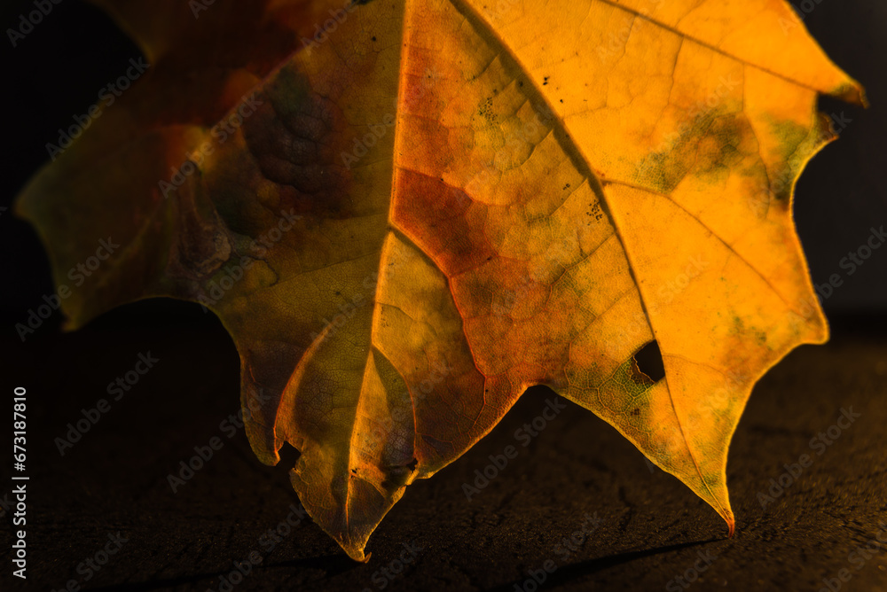 Żółto-czerwony jesienny liść klonu - obrazy, fototapety, plakaty 