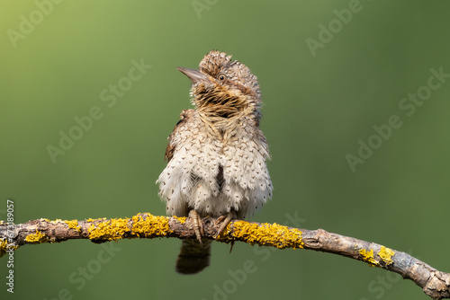 Bird - Jynx torquilla Wryneck on green background, warm sunset light photo