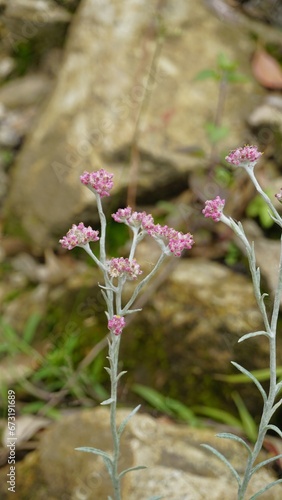 flowers of Antennaria dioica also known as cats foot, rose, Stoloniferous pussytoes photo