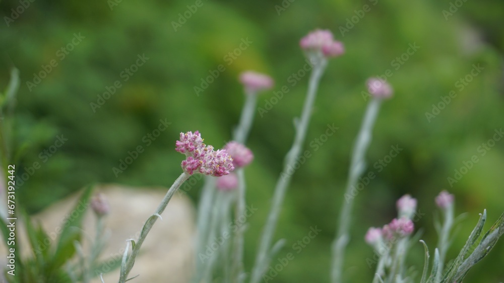 flowers of Antennaria dioica also known as cats foot, rose, Stoloniferous pussytoes flowers of Antennaria dioica also known as cats foot, rose, Stoloniferous pussytoes
